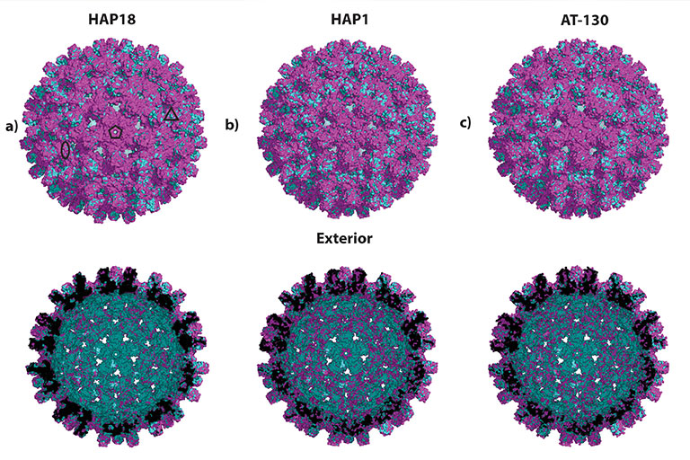 Visual comparisons of Hepatitis B Virus capsids with bound drugs (purple) to a normal capsid without drug (green).
